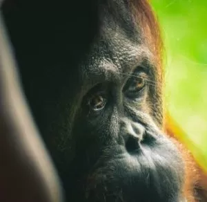 RSPO sustainable palm oil - save the orangutans